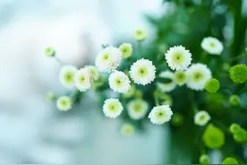 母亲节：愿时光能缓，故人不散，愿你眉目舒展，百事从欢图片