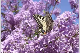 抖音热门文案13图片