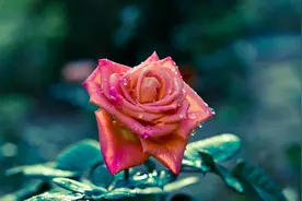 嘴笨但心好的生肖， 不擅长表达，却很会为人着想图片