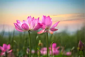 人生，都有定数；凡事，不要强求图片