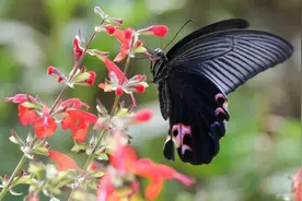 黑蝴蝶的奇遇图片