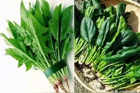 为什么有的菠菜好吃，有的涩呢？图片