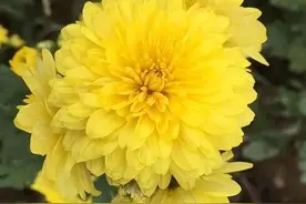 夏季温度高，上了年纪不敢喝菊花茶？牢记“3不喝”，喝对益处多图片