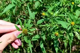 俗称“咽痛草”，能长到1米高，外观和杂草没区别，却大有用处！图片