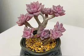这6款多肉天生就爱长高，适合养成直立的造型桩，别当成是徒长了图片
