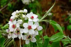 杜梨树，极皮实，也极随性的树种图片