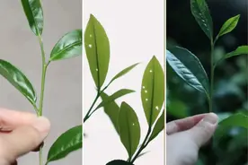 三分钟带你了解大红袍、肉桂、水仙的不同图片