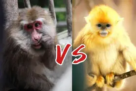 猴中贵族金丝猴，如果遇上流氓峨眉猴，国宝会不会被峨眉猴群殴？图片