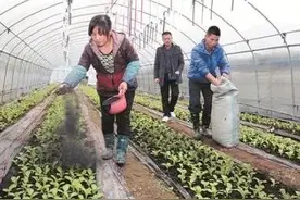 草木灰都有哪些妙用？什么作物最适合用呢？图片