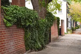 郁闷！电动自行车被城管拖走了图片