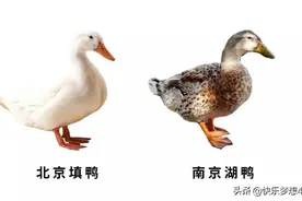 家养鸭的四个品种，及图片和特征如下图片
