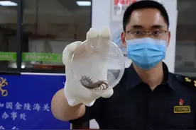 11月，中国海关查获5条海外“巨型”蜈蚣，携带者目的是什么？图片