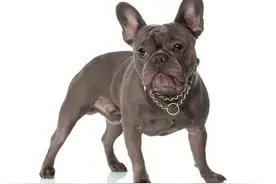 狗精：幻化人形与女人一块图片