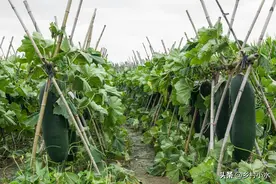 蔬菜招虫子别着急，老农教你4个土方法，效果比打药还要好图片