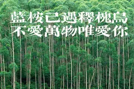 梗学研究院：“蓝桉已遇释槐鸟”是什么梗？图片