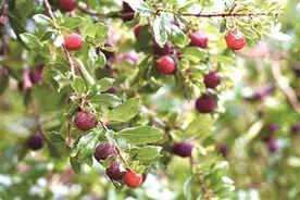 杨梅丰收引客来 绘出“梅”好新画卷图片