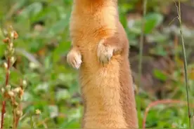 黄鼠狼全身都是宝，却根本没人敢养？养殖户：它可不好伺候图片