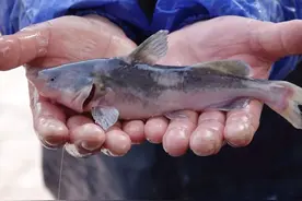 长江的“江团”是什么鱼？2000年卖300元一斤，如今反而降价了？图片