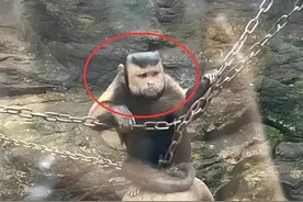 “人面猴”陆续出现，巴拿马猴还学会了使用工具，它们正在进化？图片