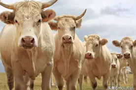 买牛一看三验，才能选到好牛！建议养牛户收藏图片