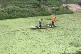 农村泛滥的水花生耗资2亿难清理，粉身碎骨还能活，一只虫子搞定图片