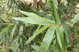小小一片竹叶心，晒干泡茶喝，人称“安神茶”，清心除烦心情好图片