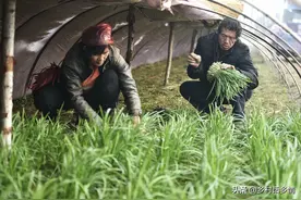 韭菜什么时间种植？为什么要倒茬？怎样移栽？稳产高产的秘诀图片