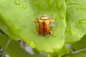 广东河源村民发现3只金梳龟甲，网传20万一只，真有那么值钱吗？图片