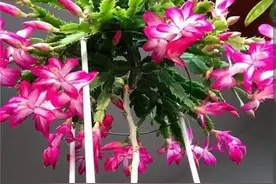 秋天嫁接蟹爪兰，简单几个步骤，长成“大花树”图片