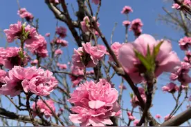 飞花令：带“花”字的诗词100句，收藏备用吧！图片