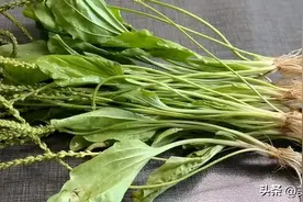 车前草煮鸡蛋，老一辈留给我们的土方法，很多人不懂，省钱又实用图片