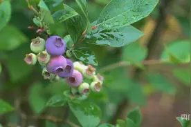 成都新都：“蓝宝石”挂满枝头“莓”好时节采收忙图片
