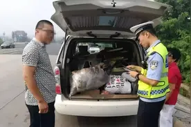 用车拉白菜被查罚款，男人怒问交警：我这车到底能拉啥！图片