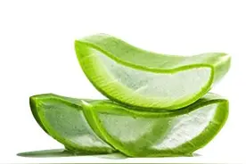 每天认识一个护肤品成分：万能良药芦荟图片