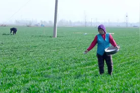小麦追施尿素，2点做不好，肥效差花钱多，正确的方法要知道图片
