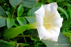 曼陀罗：美丽而神秘的情花 | 绿会保护地科普图片