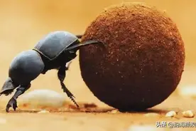 千万别小看了屎壳郎图片