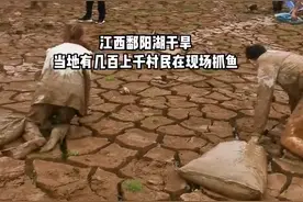 鄱阳湖大面积干涸，黑鱼、鳜鱼、翘嘴到处都是，有人用小车拉鱼走图片