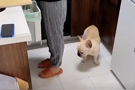 上海一情侣“诈骗式”让狗子吃药，好一个欲擒故纵：下个反诈APP图片