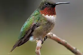 和鸟相比，咱们人类都是色盲！你以为这世界就是你所见的样子吗？图片