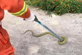 中国北方毒蛇之王极北蝰，零下30度都能生存，不会冬眠出没请注意图片