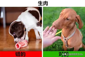很多人或许不知道，会对宠物健康带来影响的8种食物图片