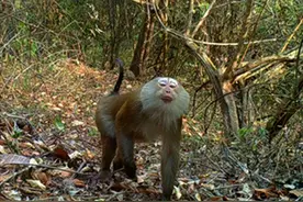 云南拍到长猪尾巴的猴子，又是珍稀动物！在泰国却被养来摘椰子？图片
