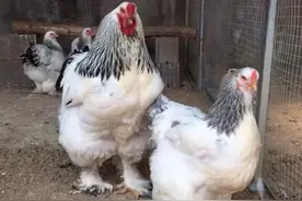 鸡中“战斗机”：身高1米多，世界最大，我国育成却叫个印度名图片