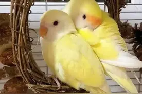 牡丹鹦鹉你喜欢吗，今天详细的讲给你听图片