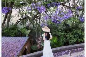 成都凭它火出圈了！二环上的绿野仙踪、街道蓝花楹，附上打卡点图片