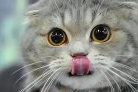 猫的一生到底能陪伴你多久？它是你的一阵子，你却是它的一辈子…图片