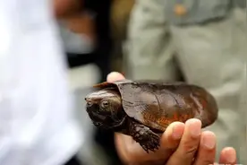 罕见鹰嘴龟现身江西，长相奇特，一次最多产卵3枚，如今已濒危？图片