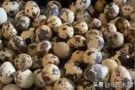 小鹌鹑变身“致富鸟”图片