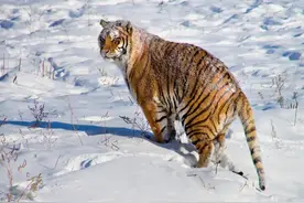 老虎长大后，为什么雄性会扩散到更远的地方，雌性却紧挨着母亲？图片